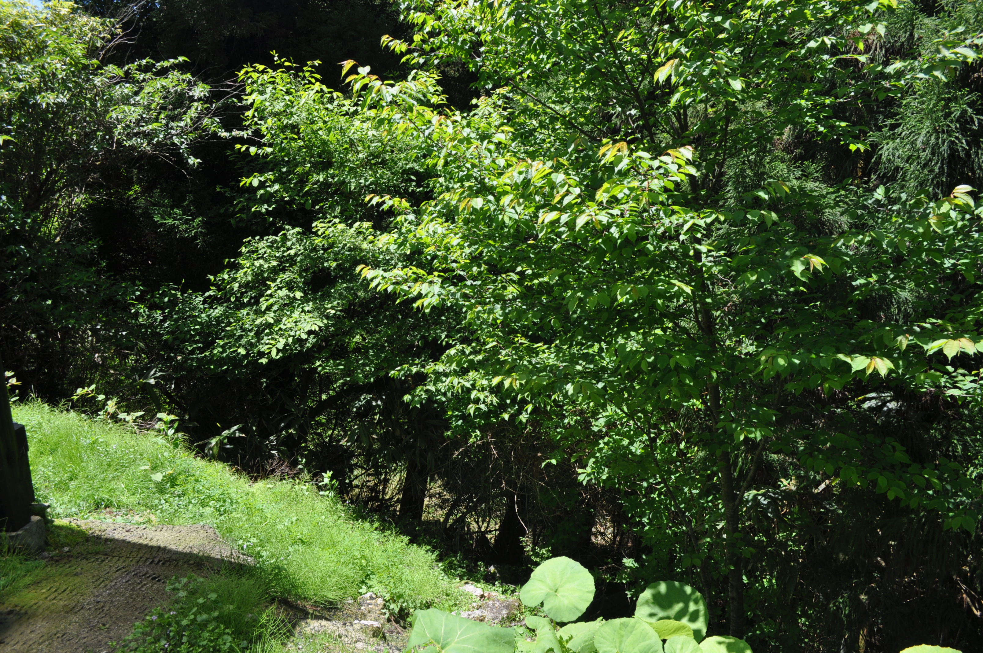大分県の食について
